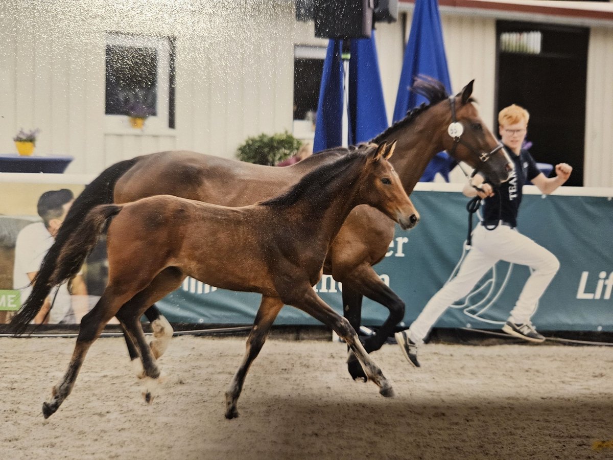 Baden Wuerttemberg Mare 1 year Brown in Neuffen