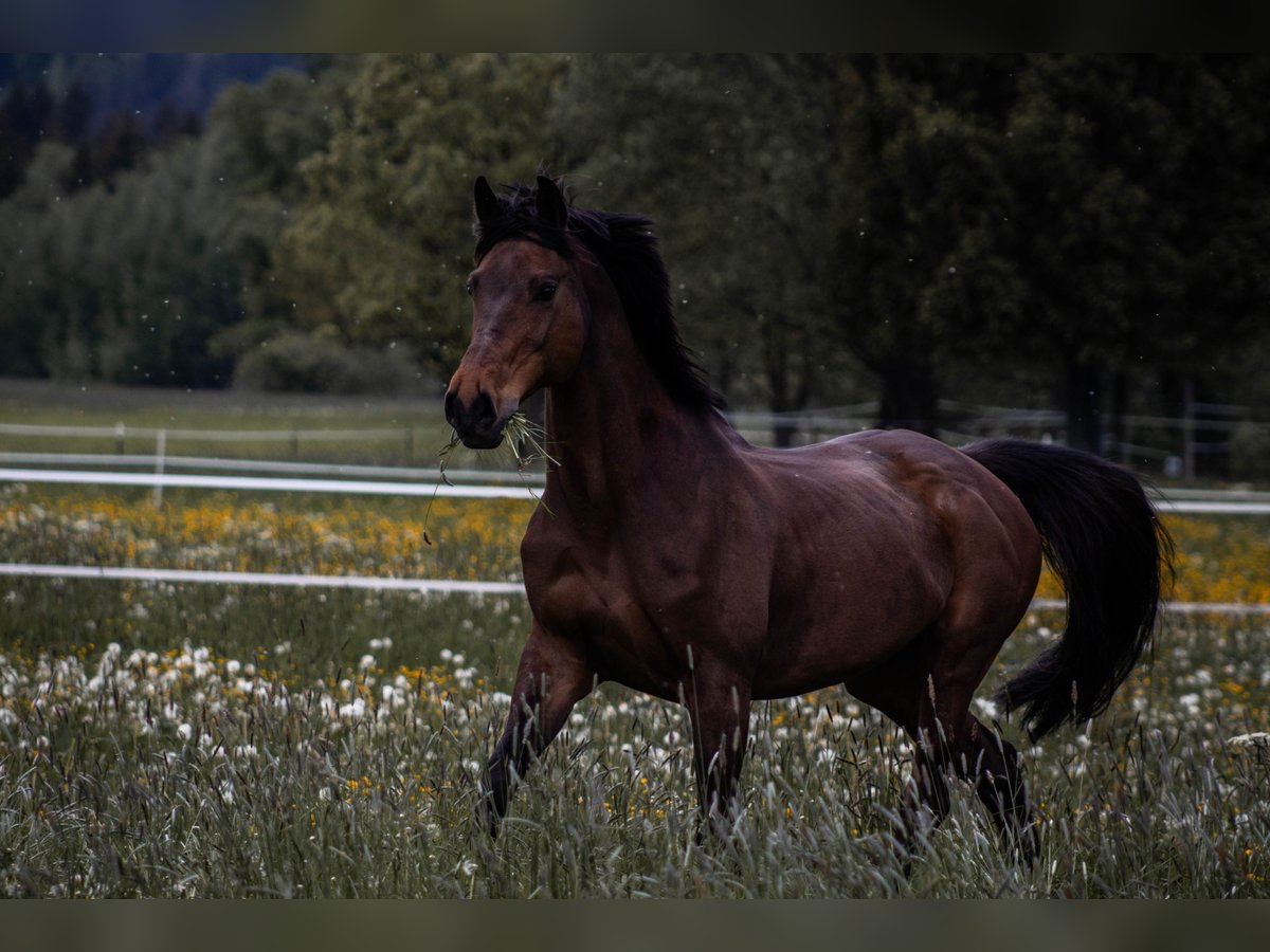 Baden Wuerttemberg Mare 21 years 16 hh Brown in Blaichach