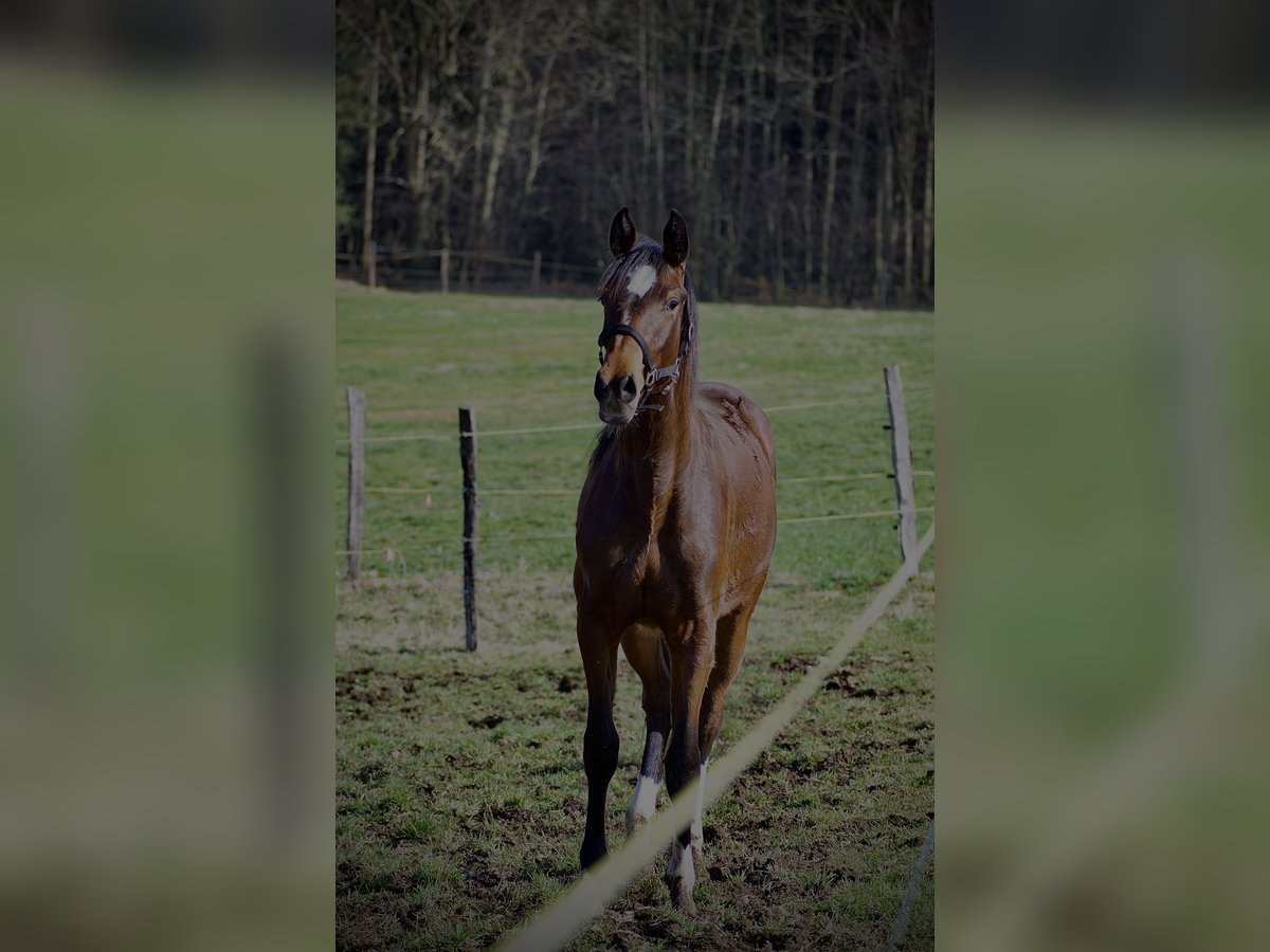 Baden Wuerttemberg Mare 3 years 16,2 hh Brown in Riesbürg