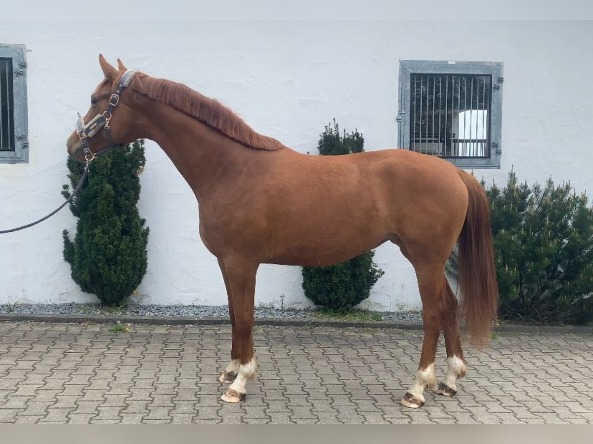 Baden Wuerttemberg Mare 3 years 16 hh Chestnut-Red in Westerheim