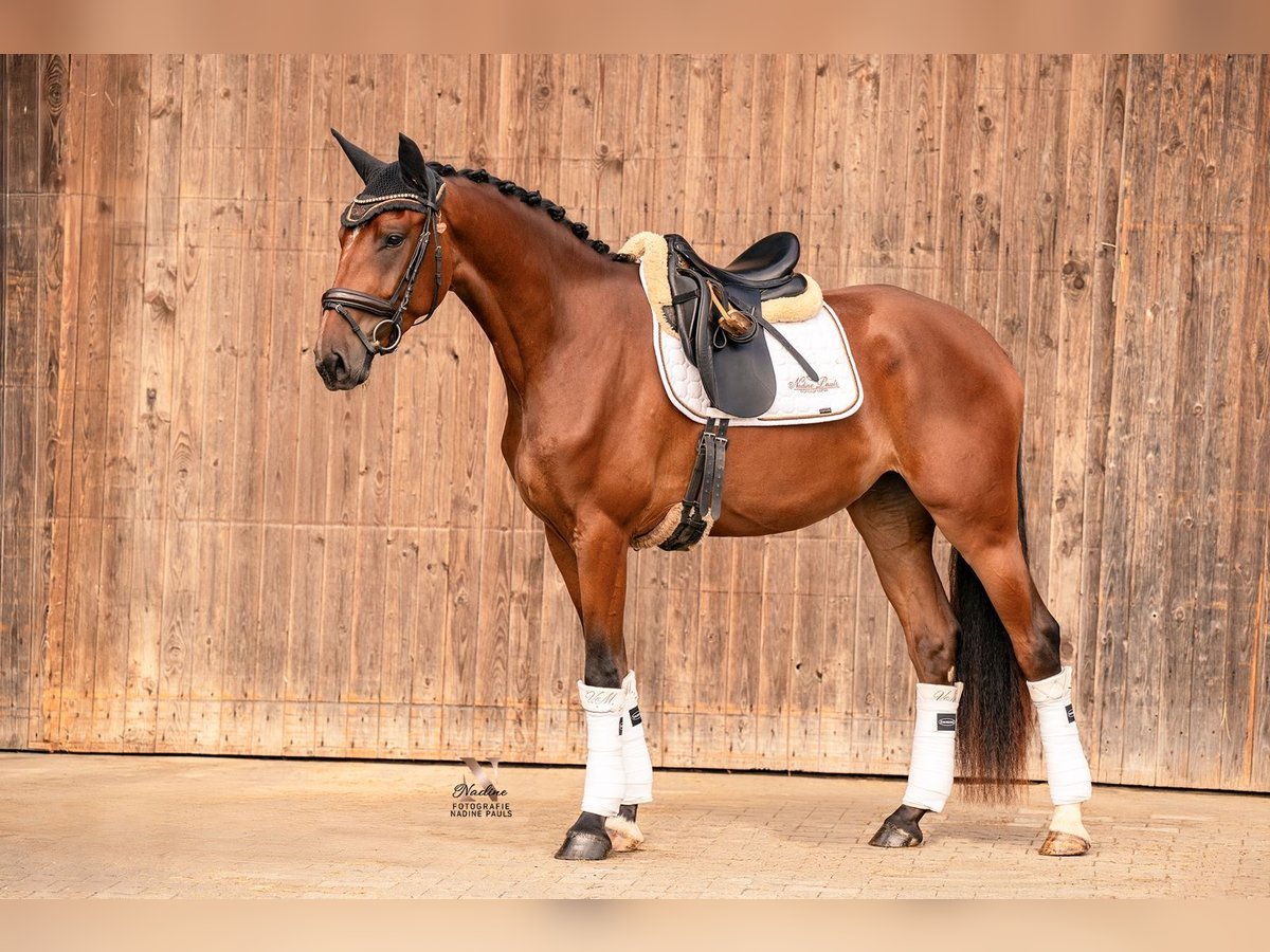 Baden Wuerttemberg Mare 3 years 16,1 hh Brown in Kirchheim am Ries