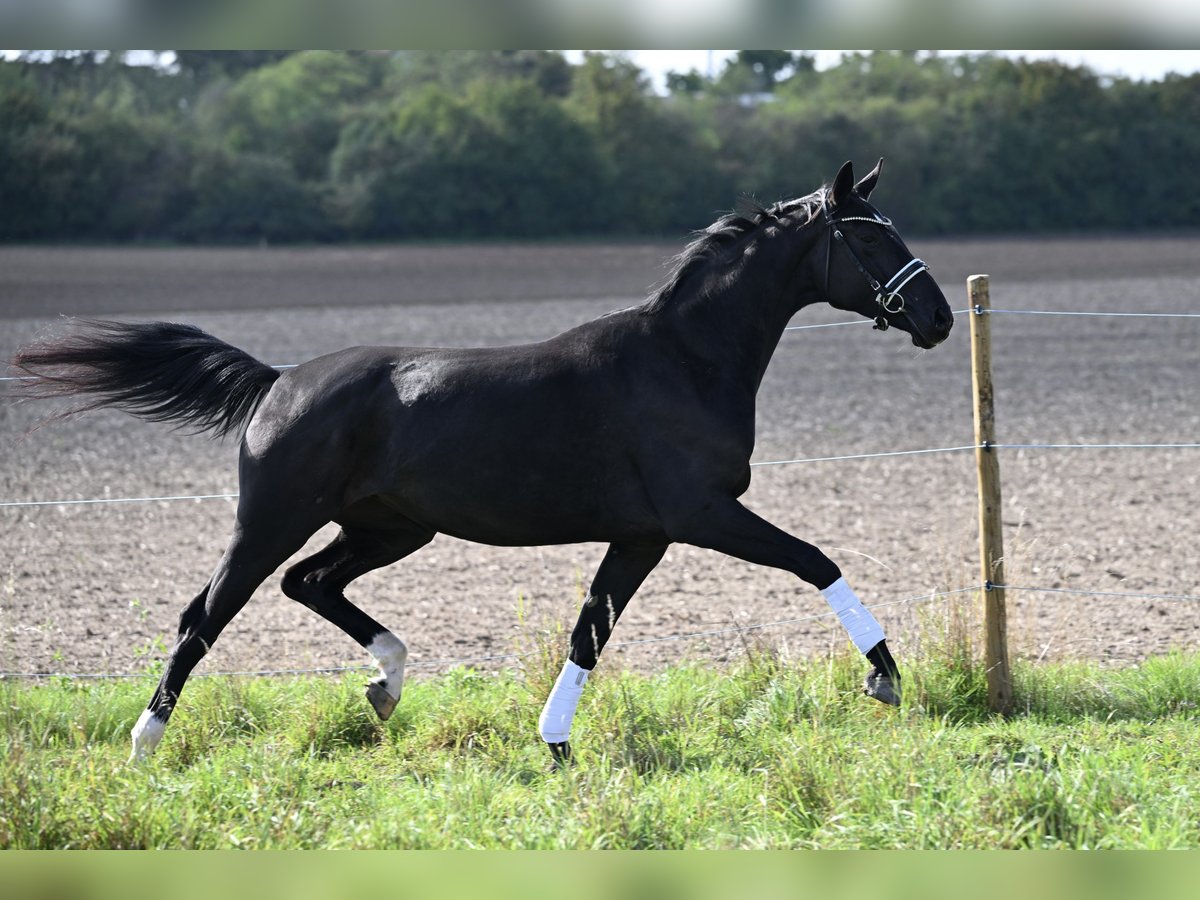 Baden Wuerttemberg Mare 3 years 16,2 hh Black in W&#xFC;rzburg