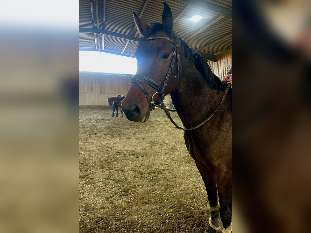 Baden Wuerttemberg Mare 4 years 15,1 hh Bay-Dark in Neuried