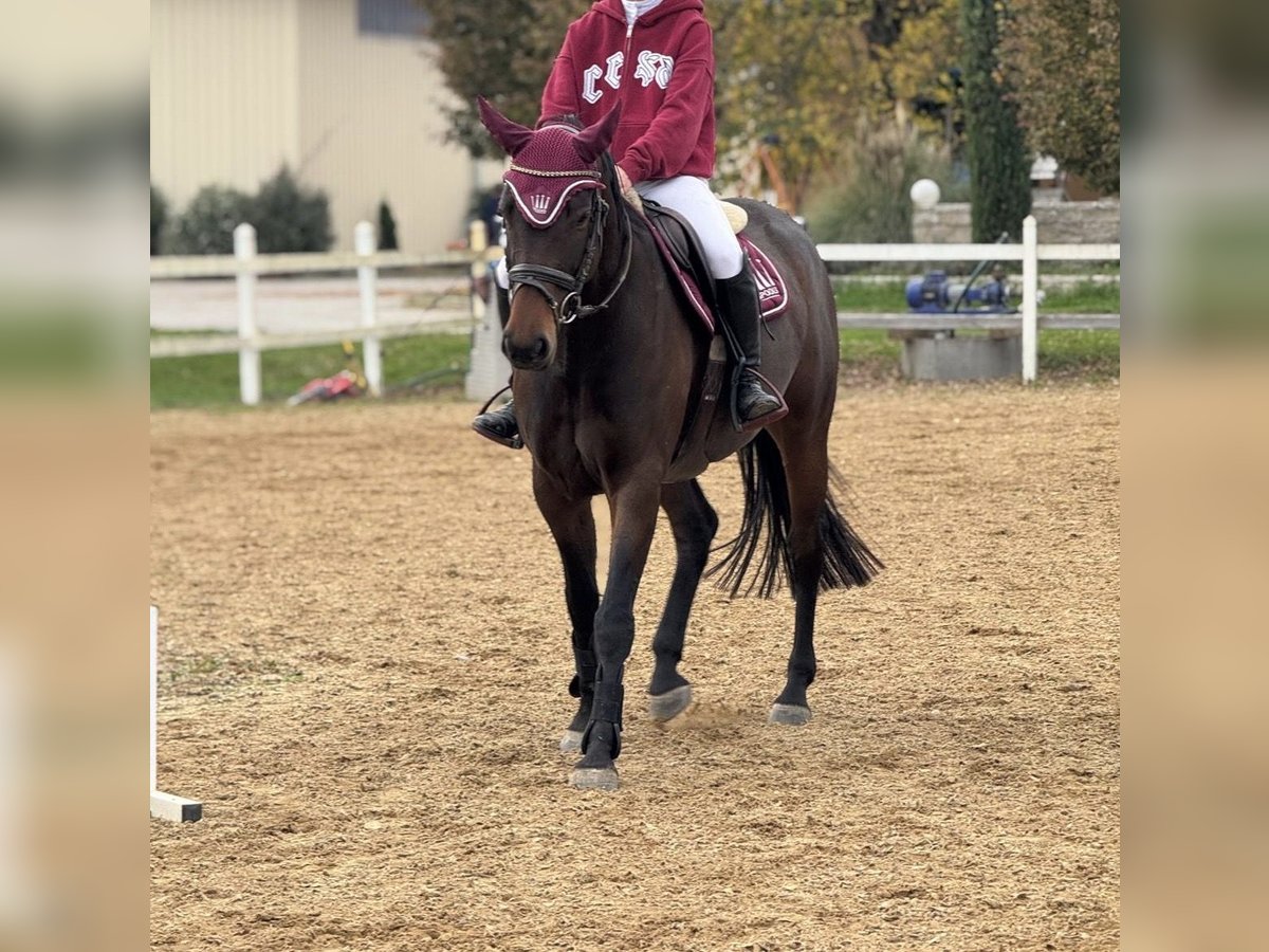 Baden Wuerttemberg Mare 4 years 15,1 hh Bay-Dark in Neuried