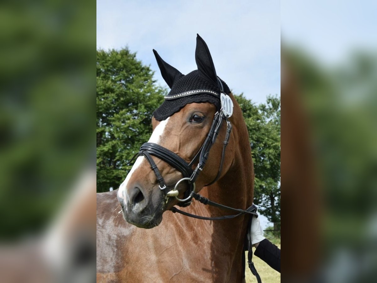 Baden Wuerttemberg Mare 4 years 16,1 hh in InzigkofenInzigkofen