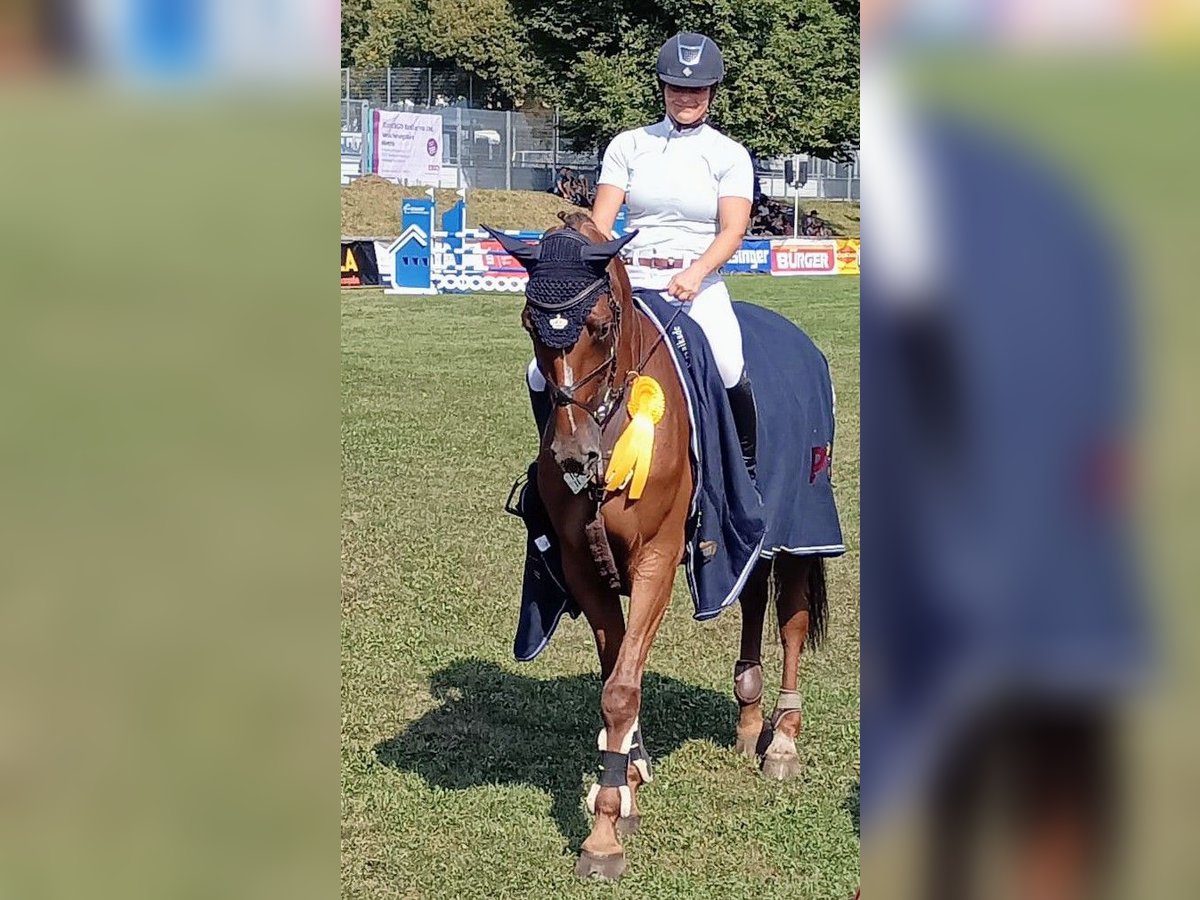 Baden Wuerttemberg Mare 4 years 16,2 hh Chestnut-Red in Kupferzell