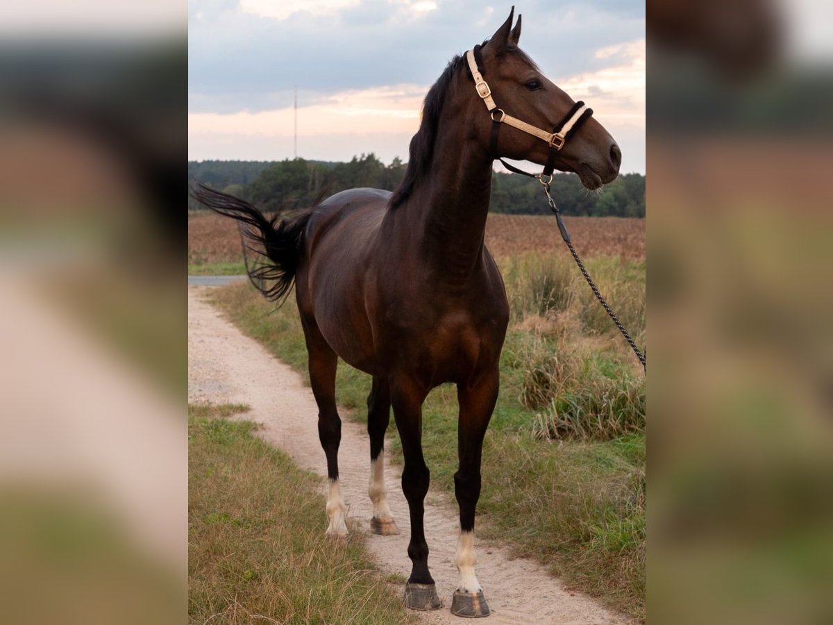 Baden Wuerttemberg Mare 5 years 16,1 hh Bay-Dark in Zernien