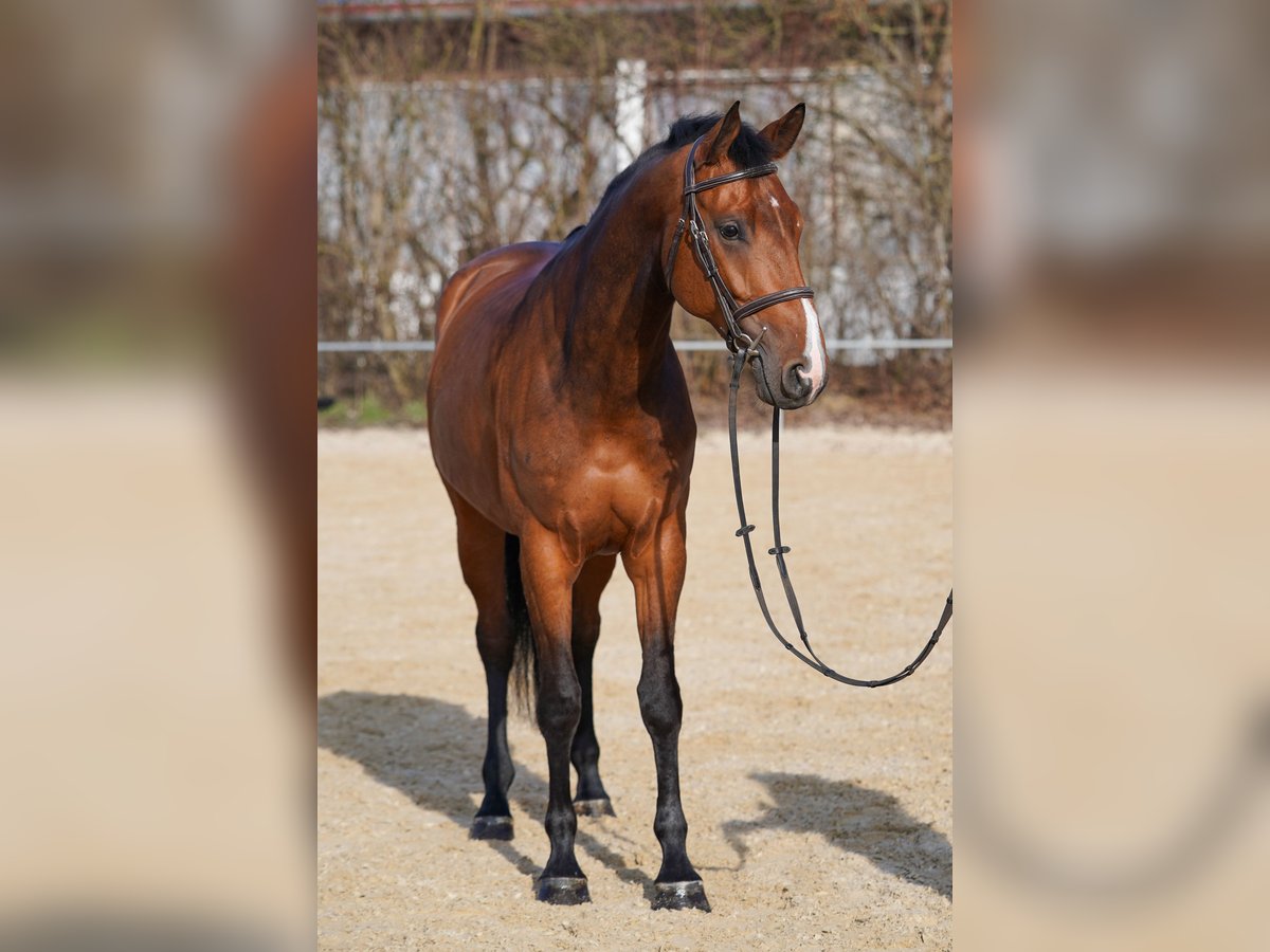 Baden Wuerttemberg Mare 5 years 16,1 hh Brown in Gablingen