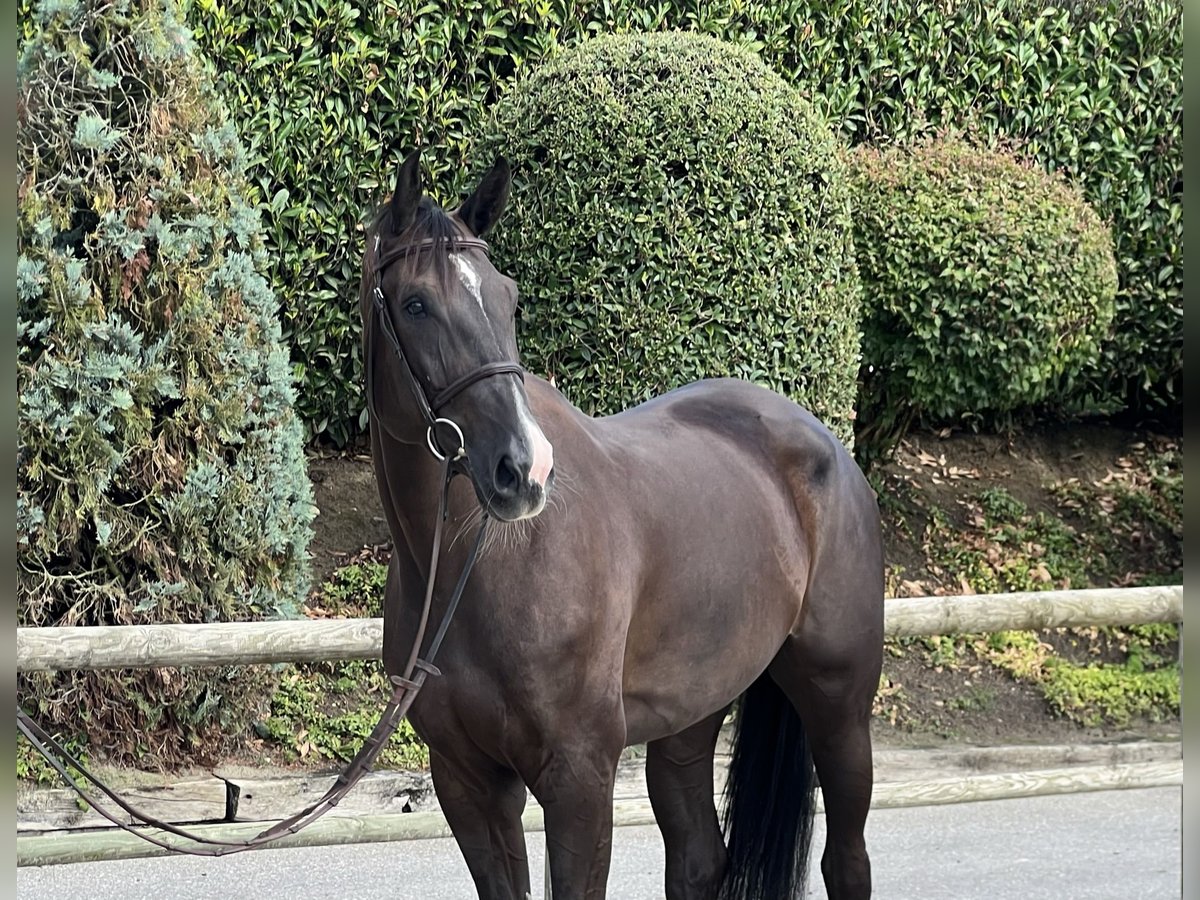 Baden Wuerttemberg Mare 5 years 16,1 hh Chestnut-Red in Lossy