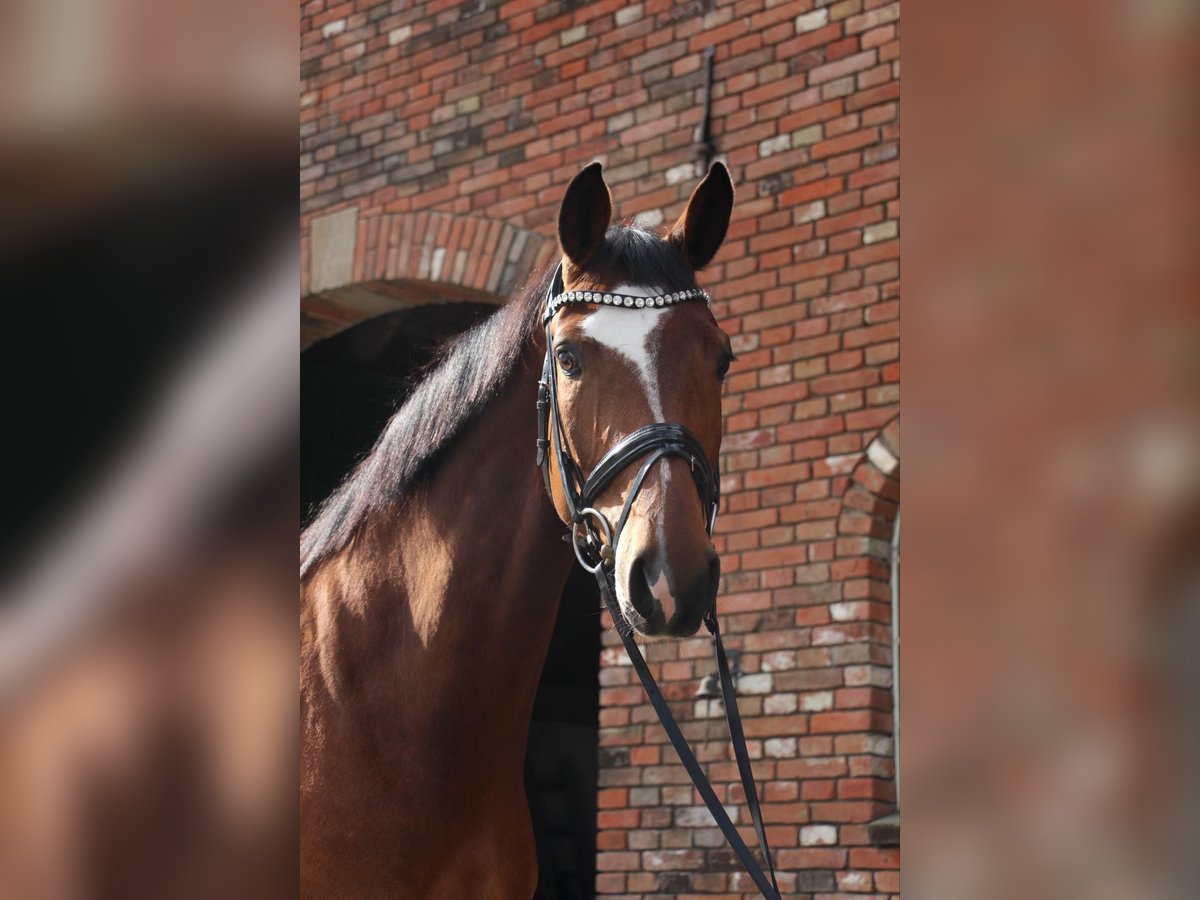 Baden Wuerttemberg Mare 5 years 16,2 hh Brown in Werne