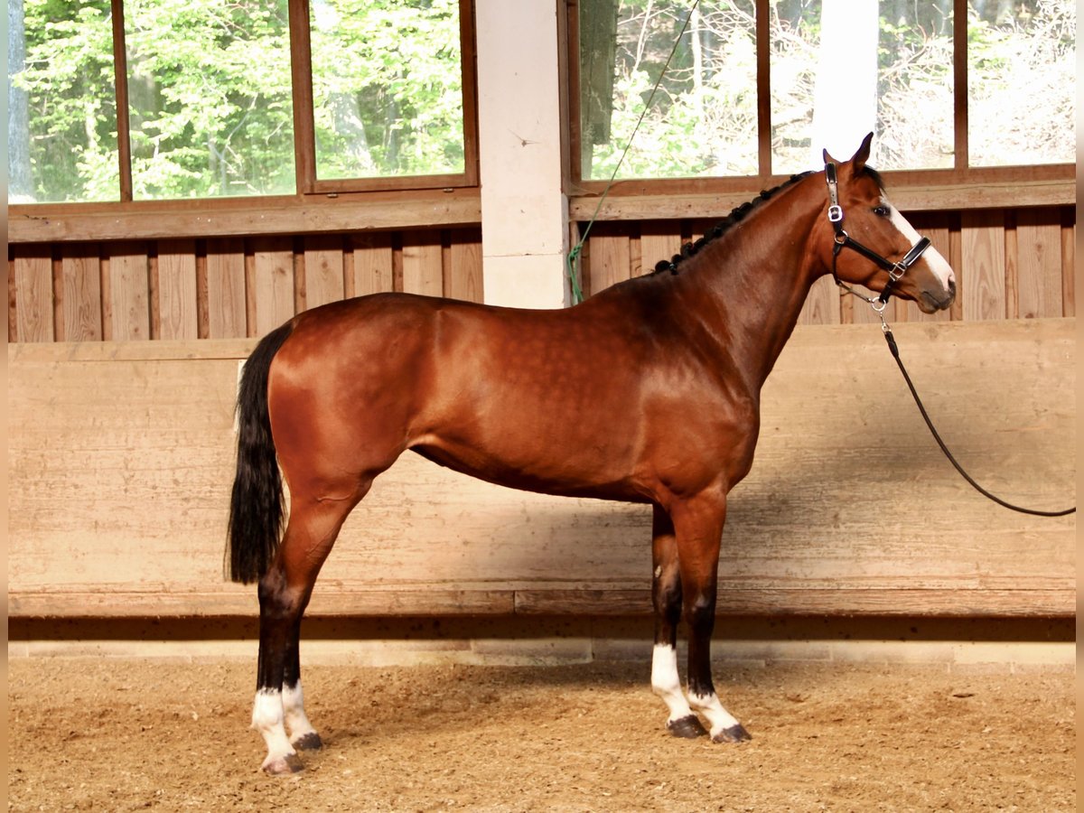 Baden Wuerttemberg Mare 5 years 16,2 hh Brown in Bad Waldsee