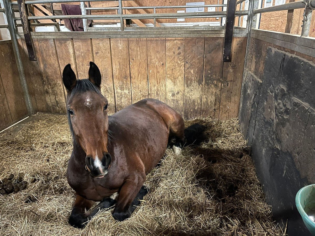 Baden Wuerttemberg Mare 6 years 15,2 hh Brown in Dettighofen