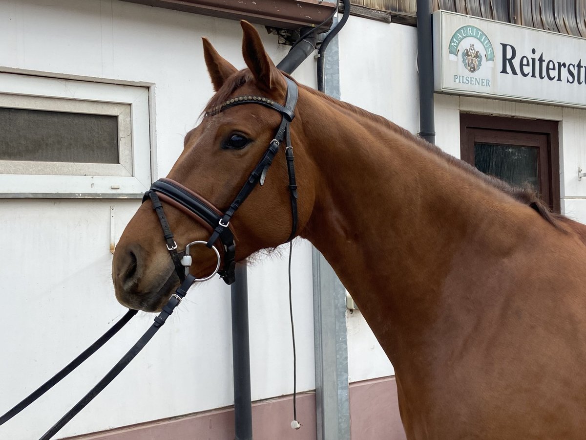 Baden Wuerttemberg Mare 6 years 16,1 hh Chestnut-Red in Reinsdorf