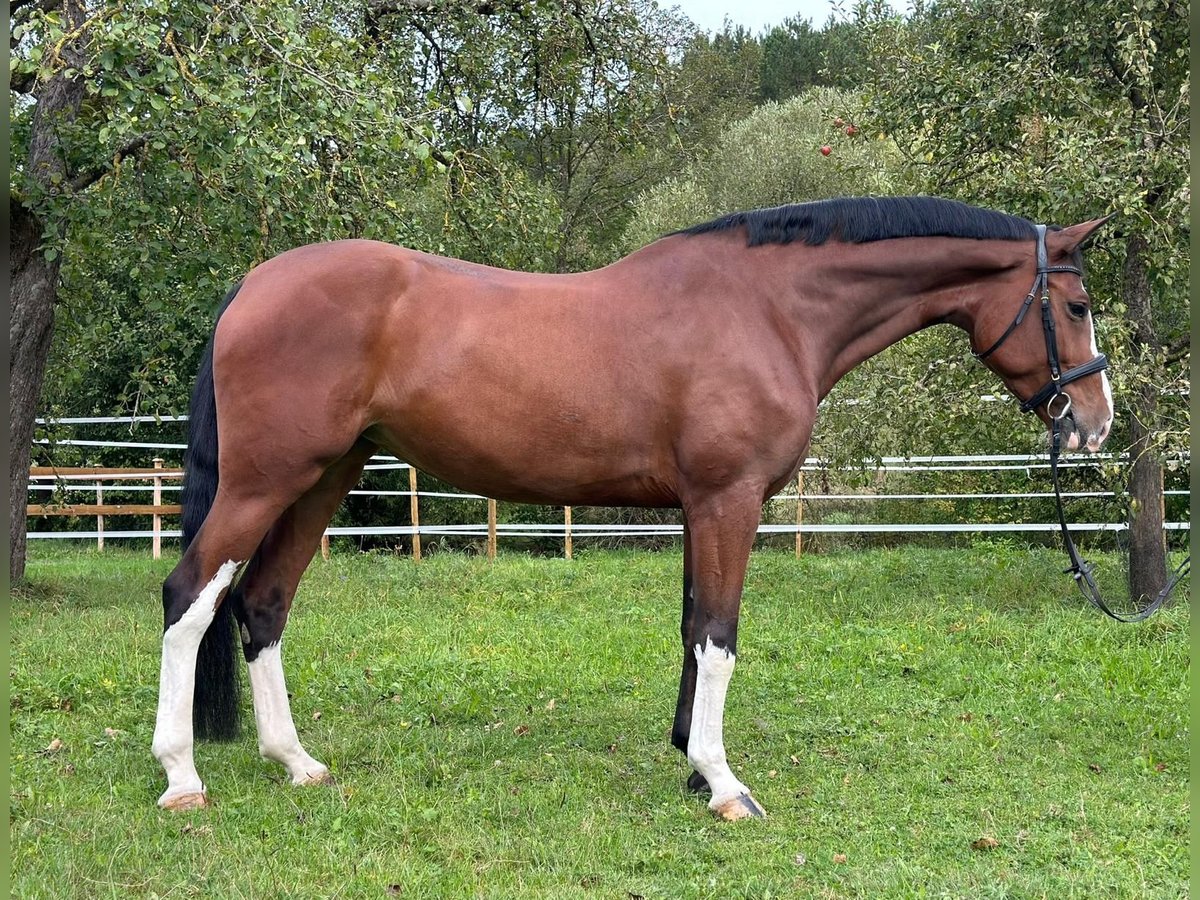 Baden Wuerttemberg Mare 6 years 16,2 hh Brown in Königheim