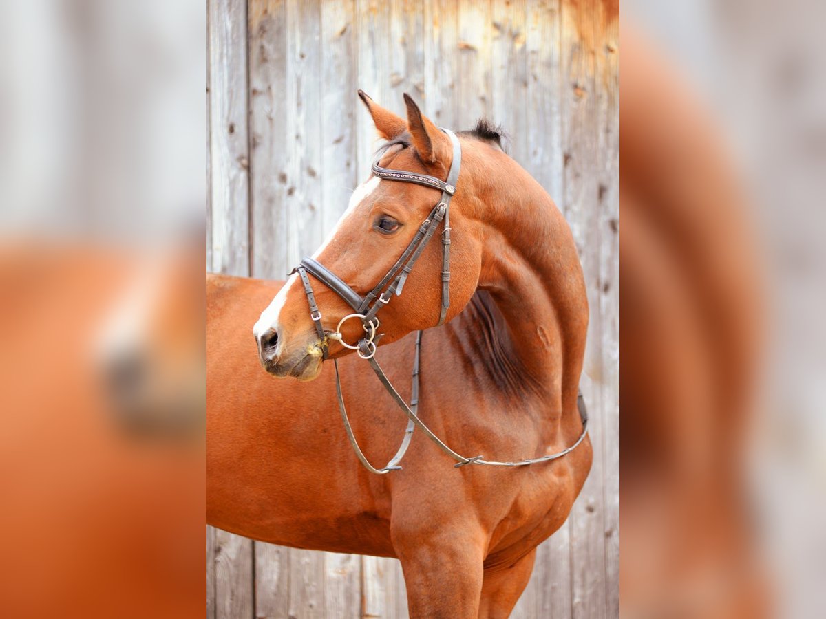 Baden Wuerttemberg Mare 6 years 16,2 hh Brown in Bad Waldsee