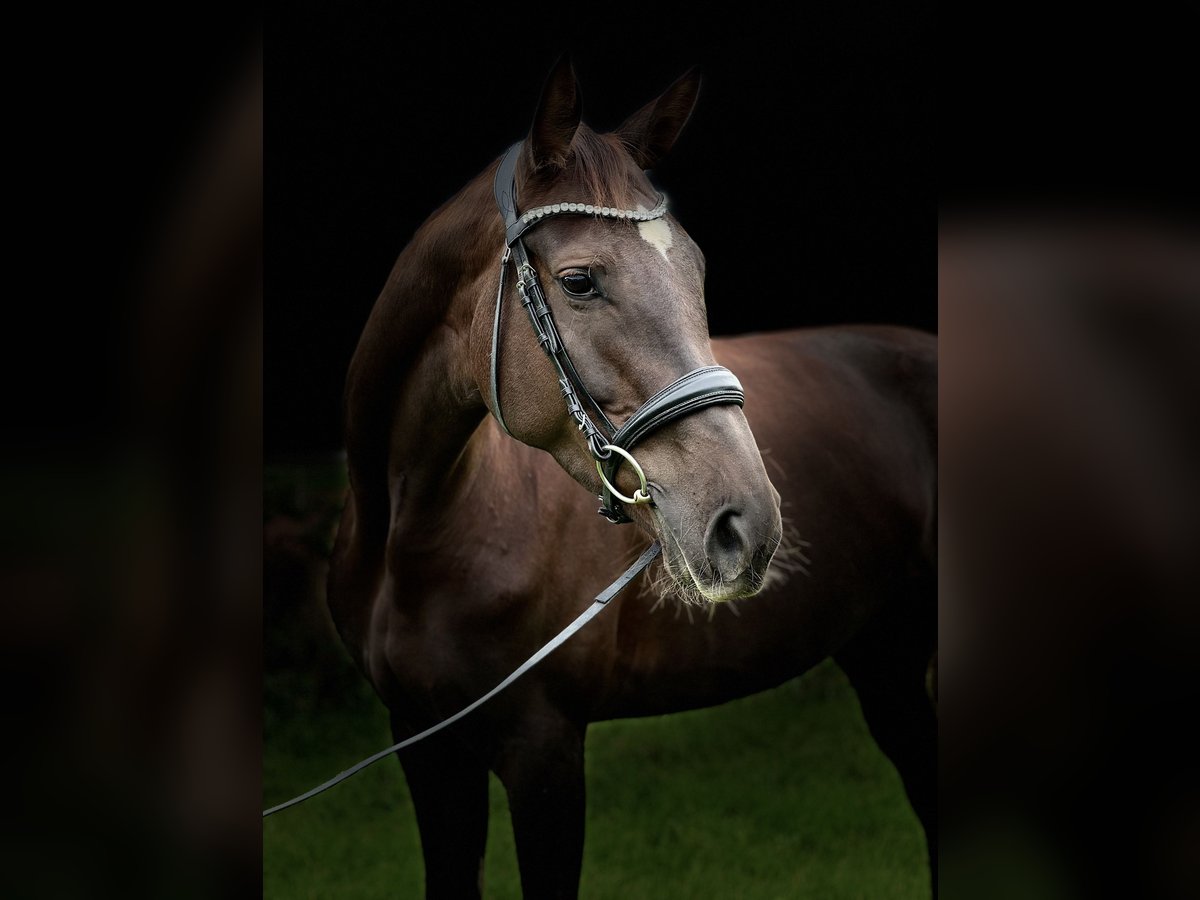 Baden Wuerttemberg Mare 6 years 16,2 hh Chestnut in Rot an der Rot