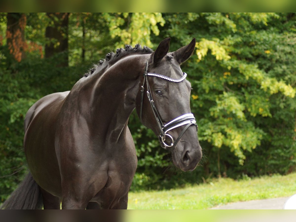Baden Wuerttemberg Mare 6 years 17,2 hh Black in Gleichen