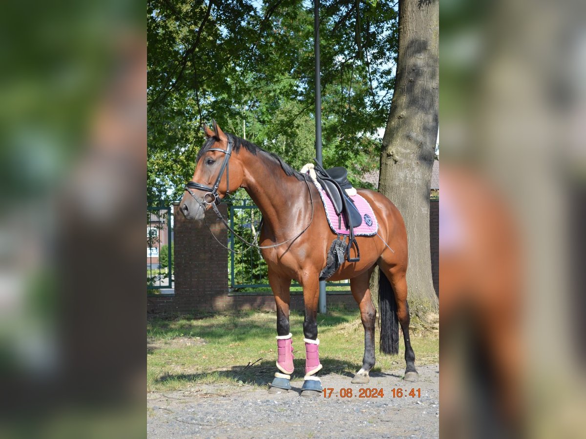 Baden Wuerttemberg Mare 7 years 16,2 hh Brown in Coesfeld