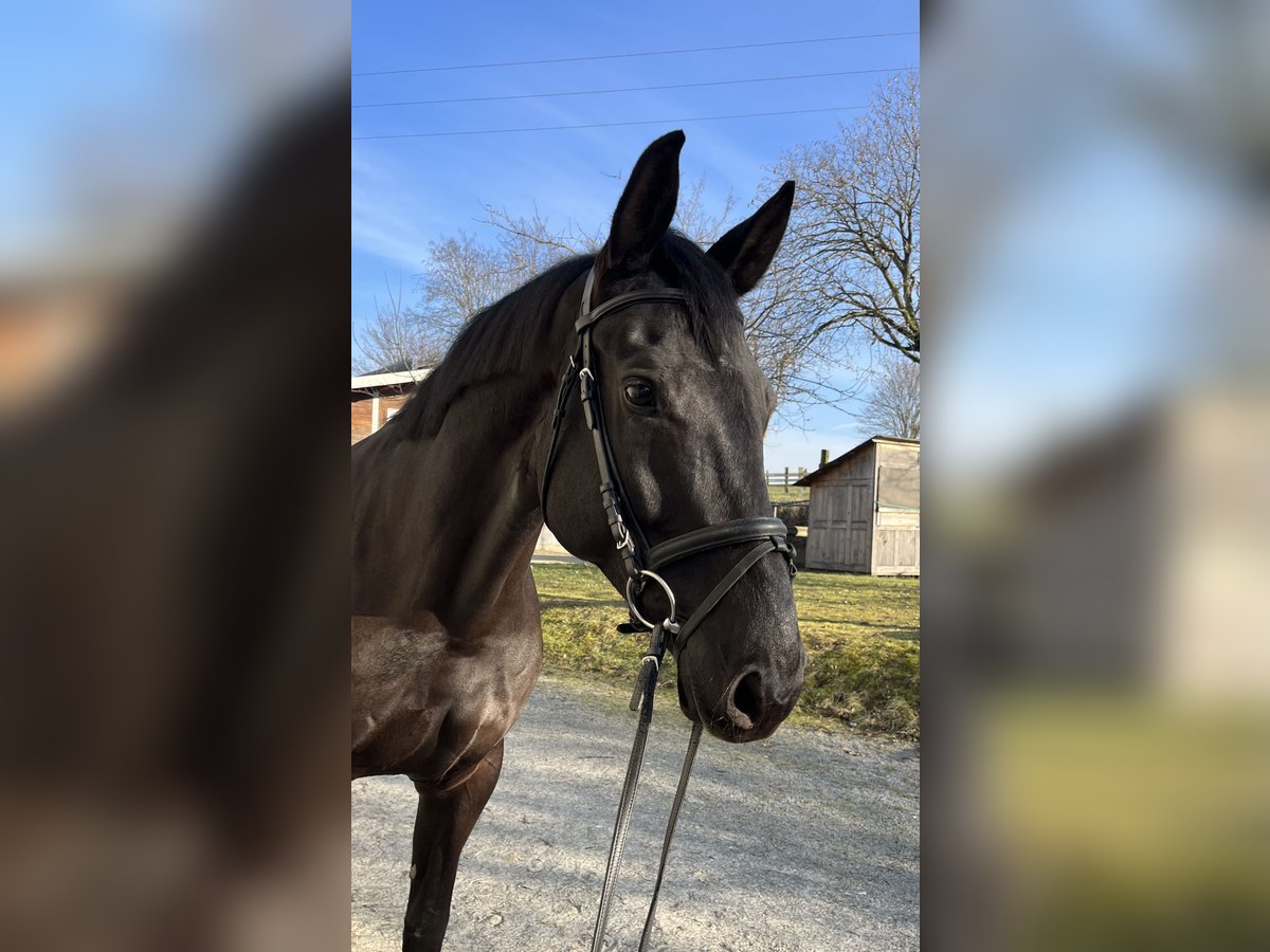 Baden Wuerttemberg Mare 7 years 16,3 hh Smoky-Black in Eppingen