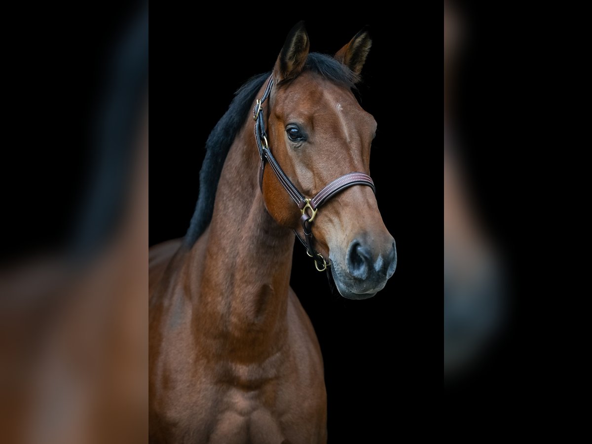 Baden Wuerttemberg Mare 7 years 16,1 hh Brown in Morschach
