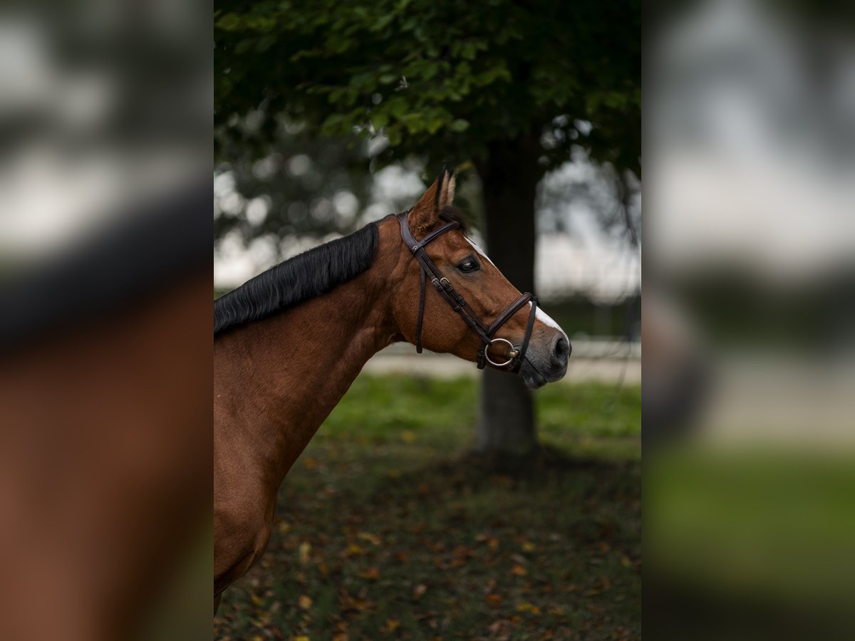 Baden Wuerttemberg Mare 7 years 16,1 hh Brown in Nettetal