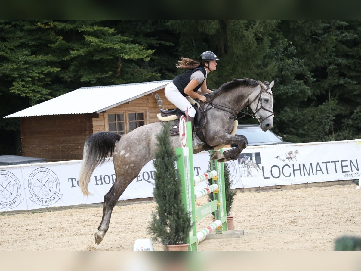 Baden Wuerttemberg Mare 7 years 16,1 hh Grey-Dapple in Ranshofen