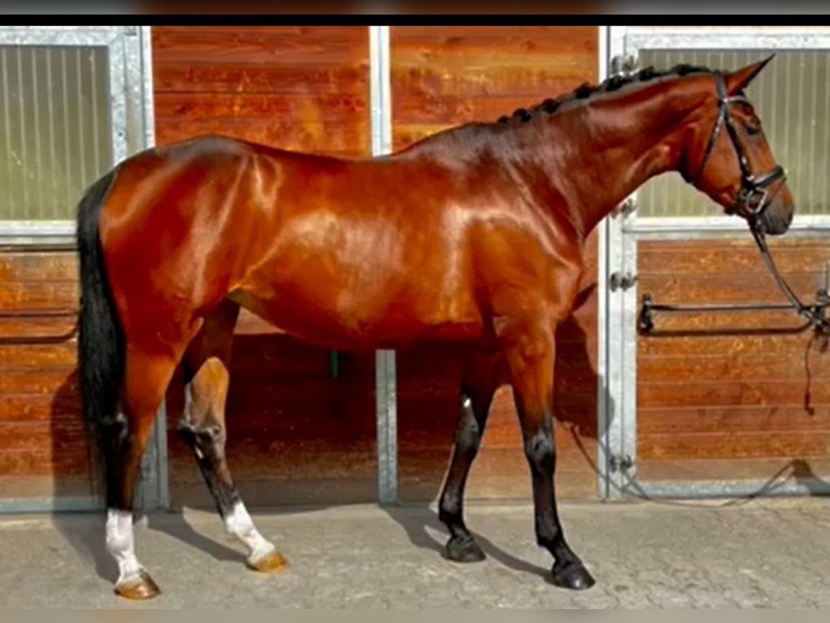 Baden Wuerttemberg Mare 7 years 17 hh Brown in Bruchsal