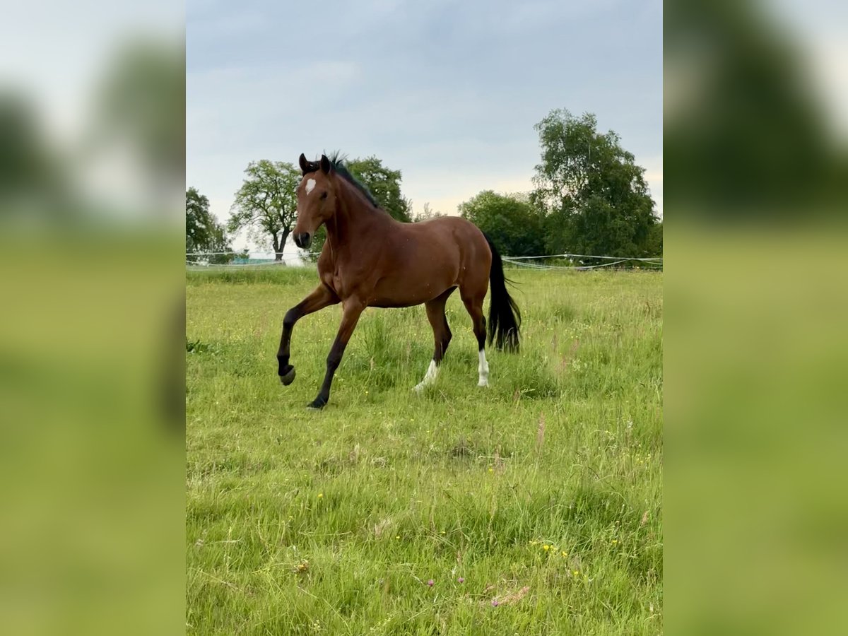 Baden Wuerttemberg Mare 8 years 16 hh Brown in Waldbrunn