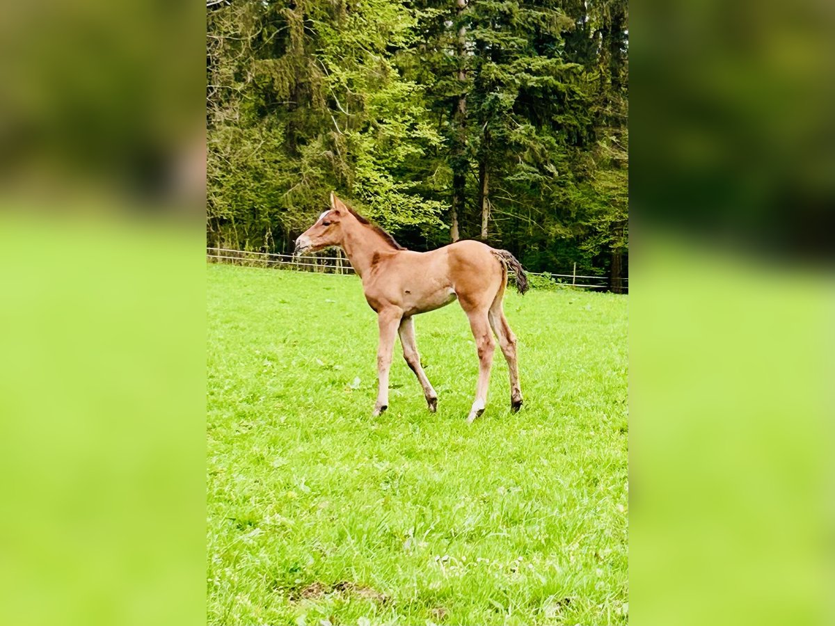 Baden Wuerttemberg Mare Foal (03/2024) Brown in Lahr/Schwarzwald