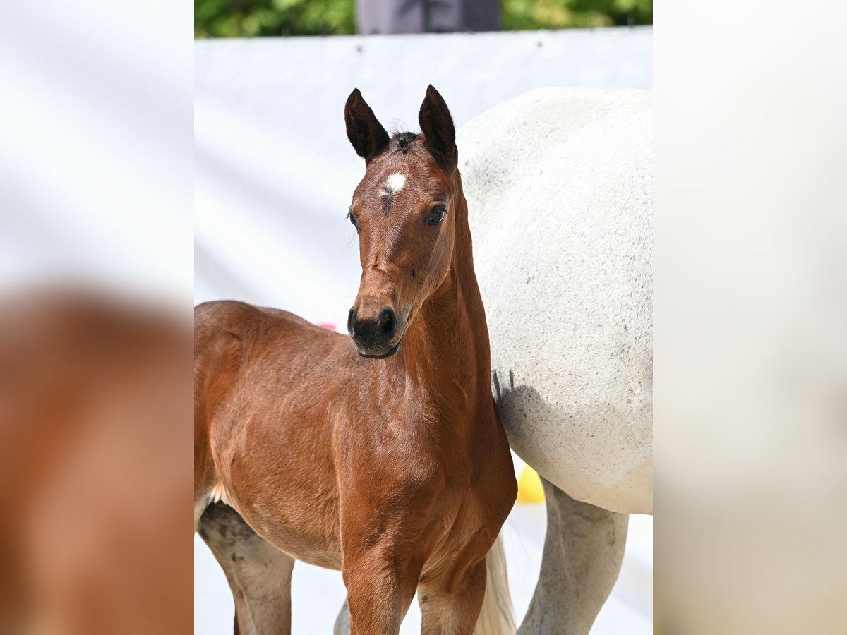 Baden Wuerttemberg Mare Foal (04/2025) Brown in Du&#xDF;lingenDu&#xDF;lingen