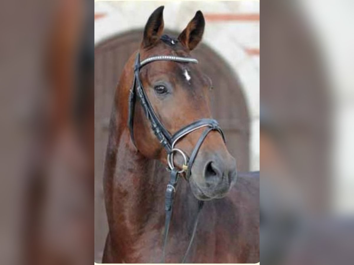 Baden Wuerttemberg Stallion 13 years 16,2 hh Brown in Liestal