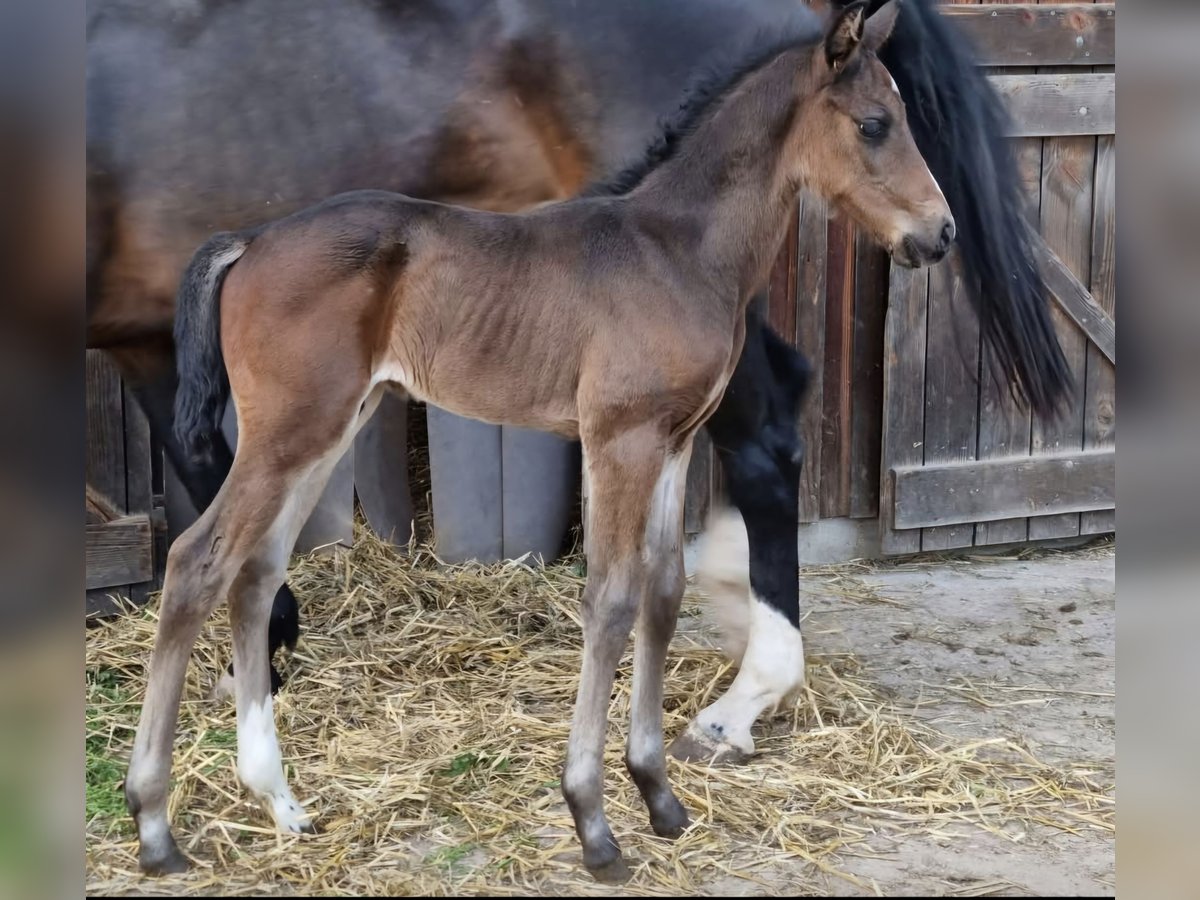 Baden Wuerttemberg Stallion 1 year 16,1 hh Bay-Dark in Gomadingen