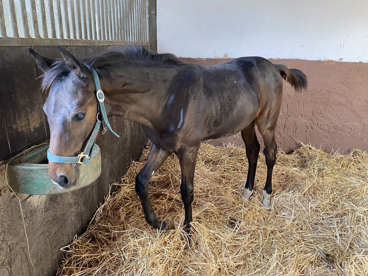 Baden Wuerttemberg Stallion 1 year Bay-Dark in Wiesloch