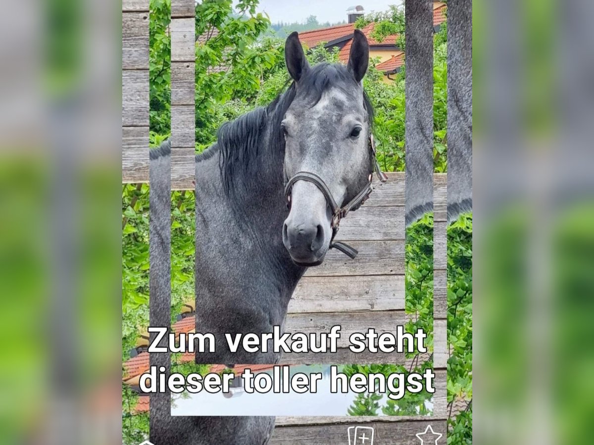 Baden Wuerttemberg Stallion 5 years 16,1 hh Gray-Dark-Tan in Steinheim am Albuch