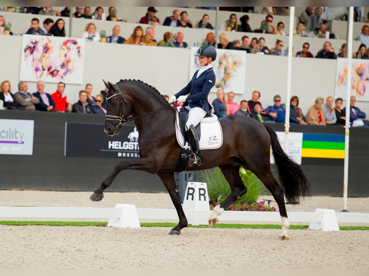 Baden Wuerttemberg Stallion Black in Adelheidsdorf