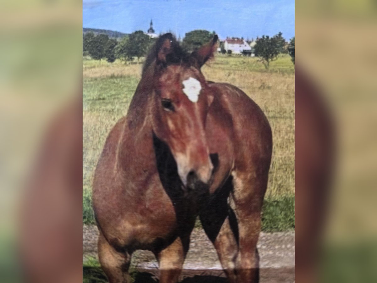 Baden Wuerttemberg Stallion Foal (04/2025) 16,1 hh Brown in Sperenberg