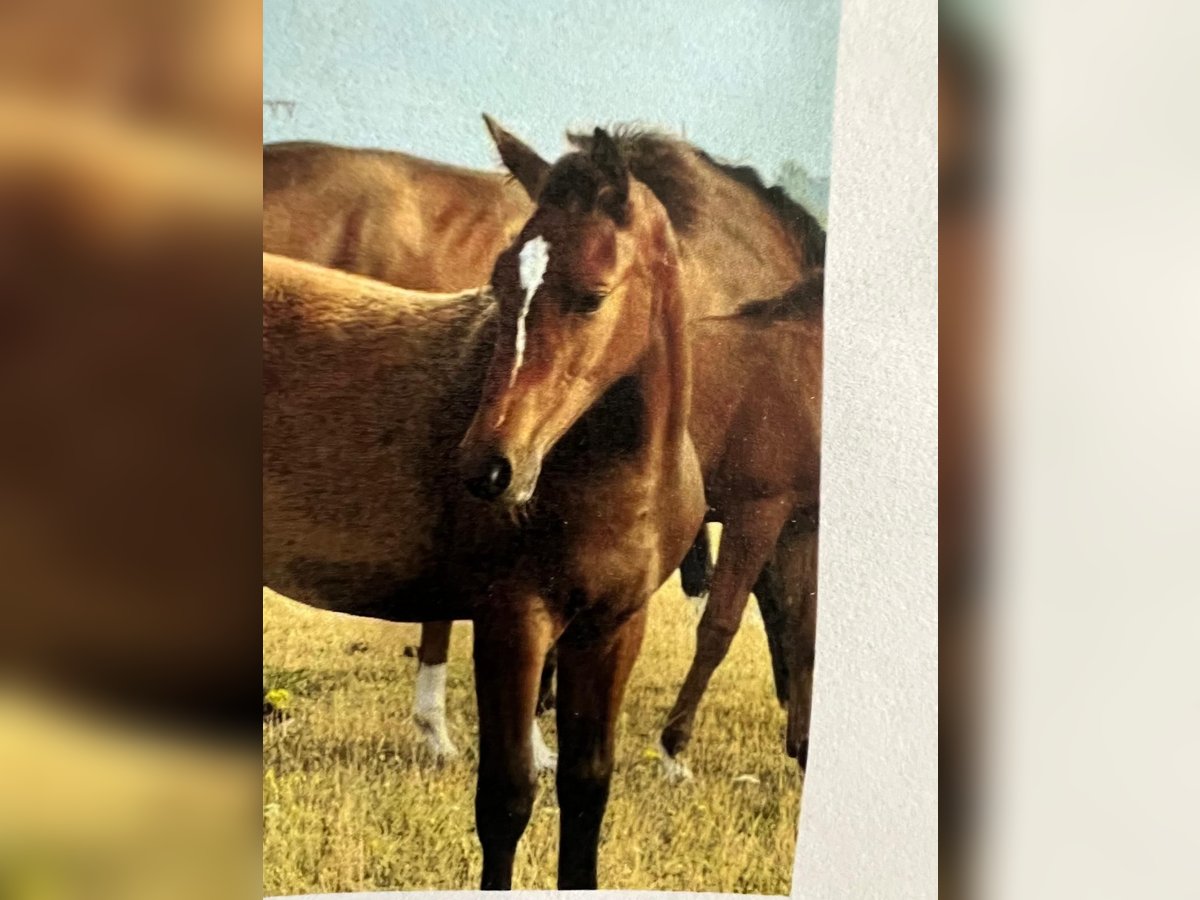 Baden Wuerttemberg Stallion Foal (03/2025) 16,1 hh Brown in Sperenberg