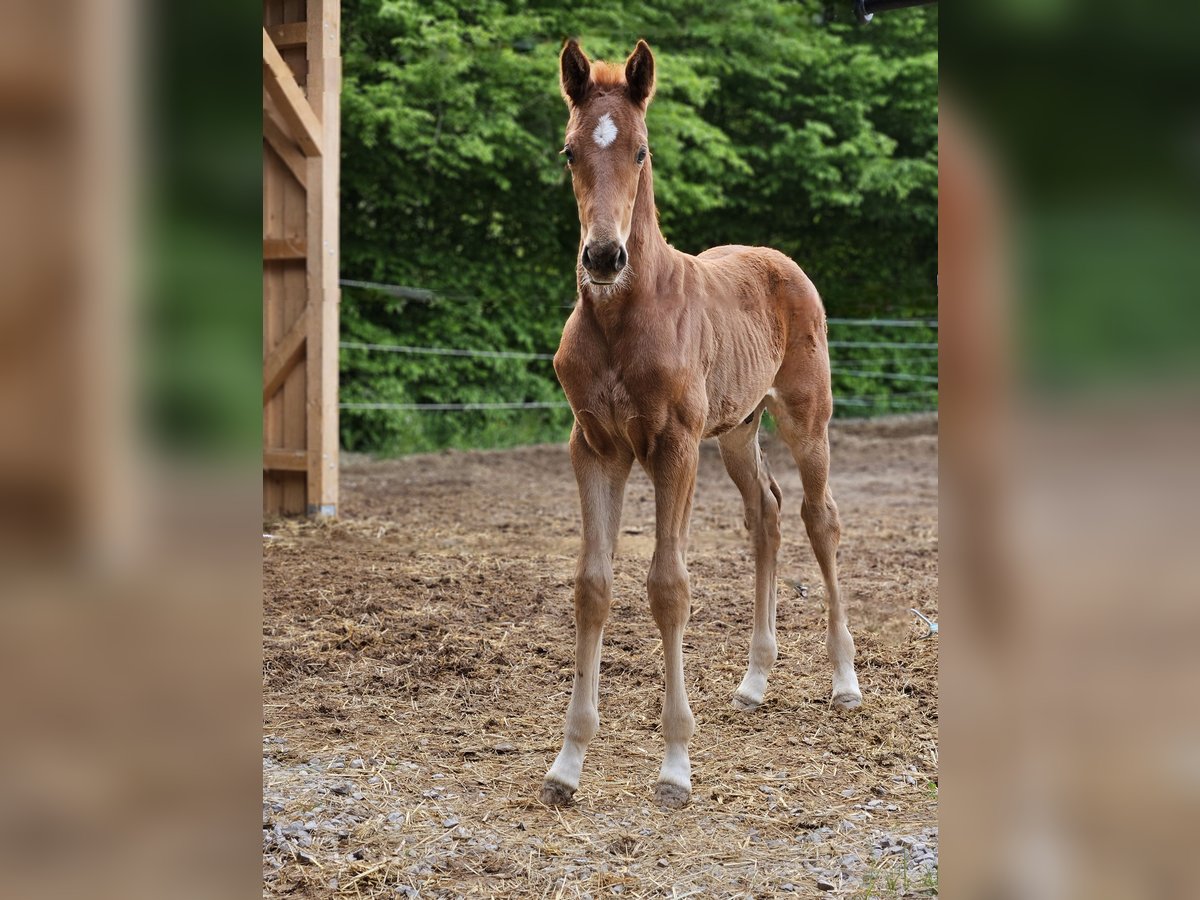 Baden Wuerttemberg Stallion  17 hh Chestnut-Red in Trautskirchen