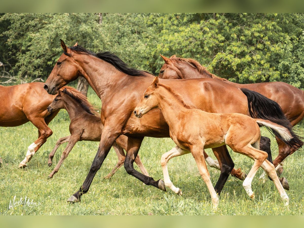 Baden Wuerttemberg Stallion Foal (03/2025) Chestnut-Red in Lauda-K&#xF6;nigshofen
