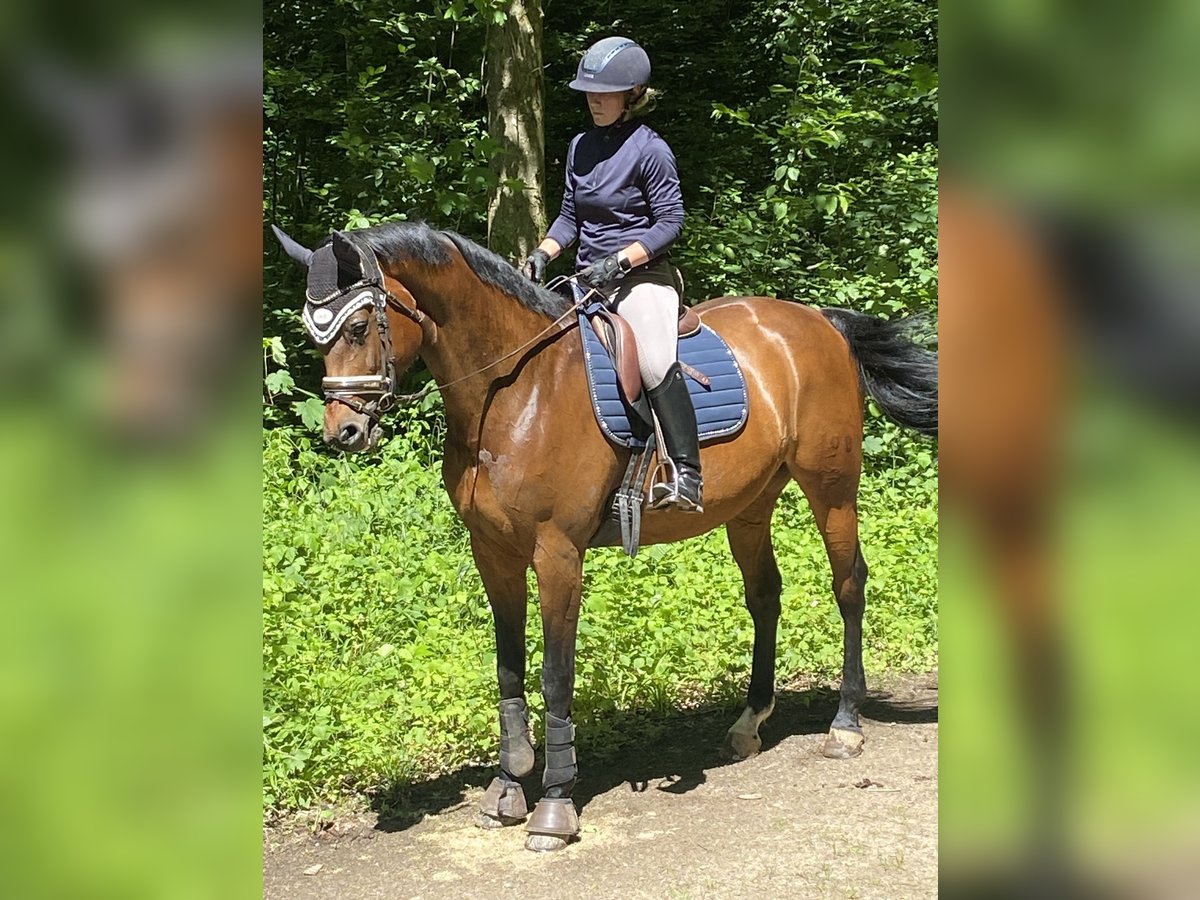 Baden Wuerttemberg Sto 10 år 168 cm Brun in Emmendingen