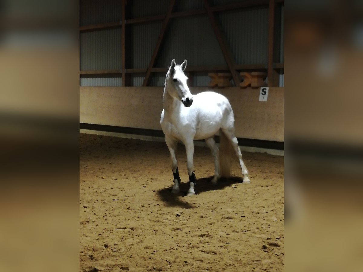 Baden Wuerttemberg Sto 17 år 167 cm Grå in Baienfurt