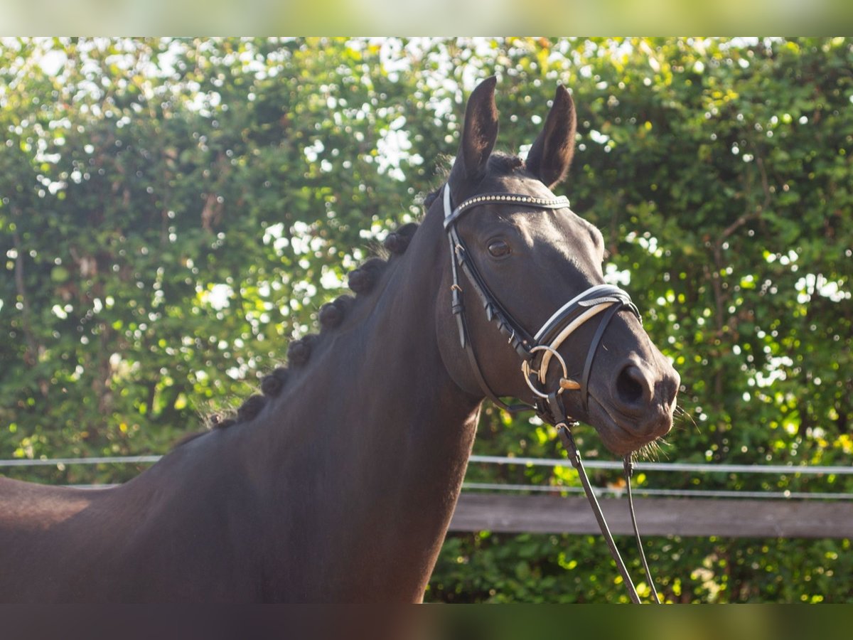 Baden Wuerttemberg Sto 4 år 165 cm Mörkbrun in Jagstzell