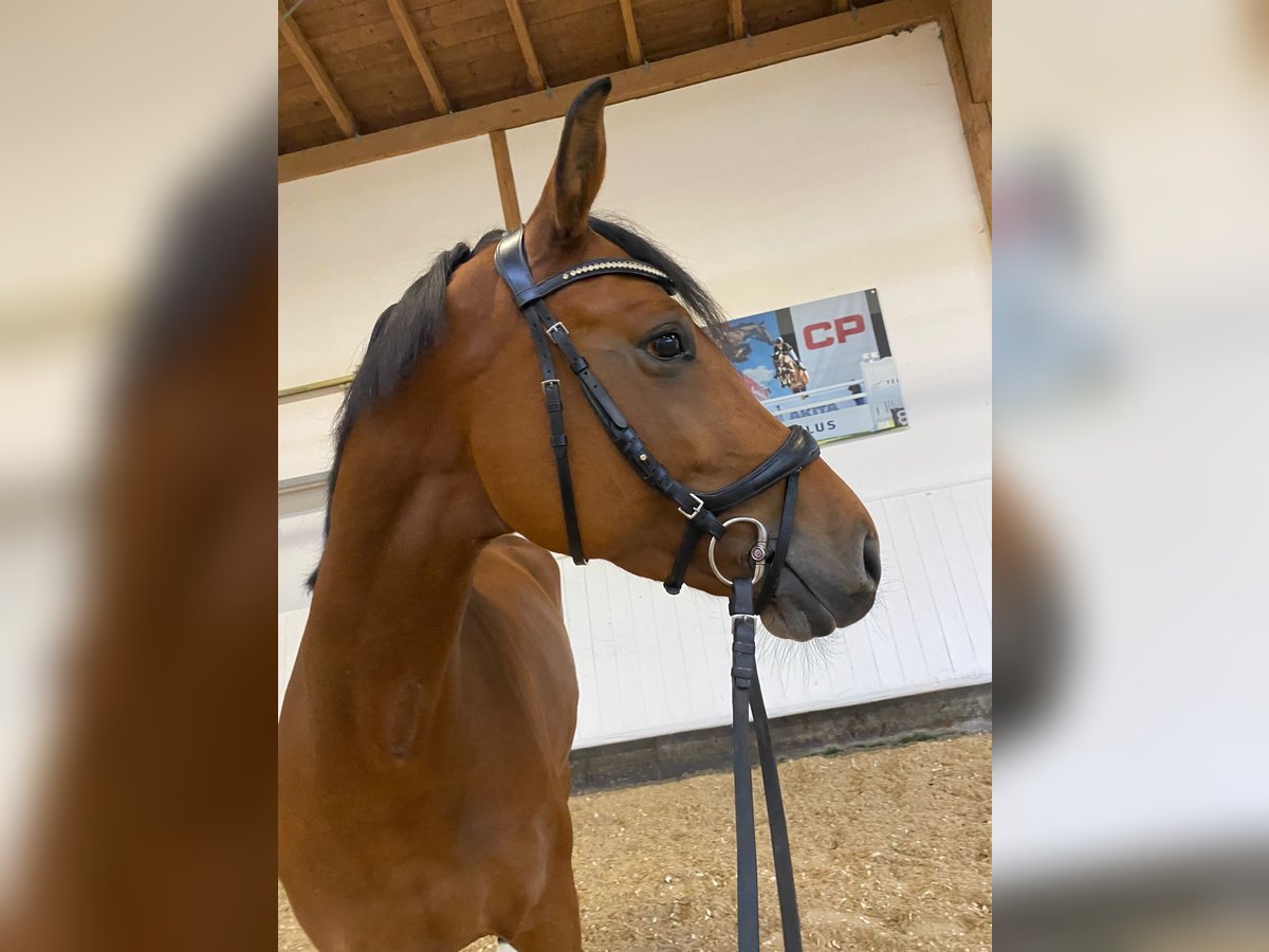 Baden Wuerttemberg Sto 5 år 167 cm Brun in Sigmaringen