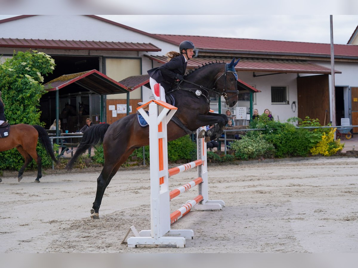 Baden Wuerttemberg Valack 14 år 172 cm Mörkbrun in Thierhaupten