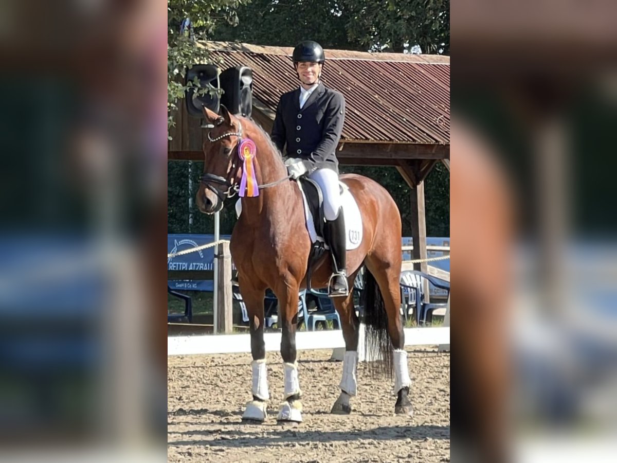 Baden Wuerttemberg Valack 4 år 167 cm Brun in Stoetze