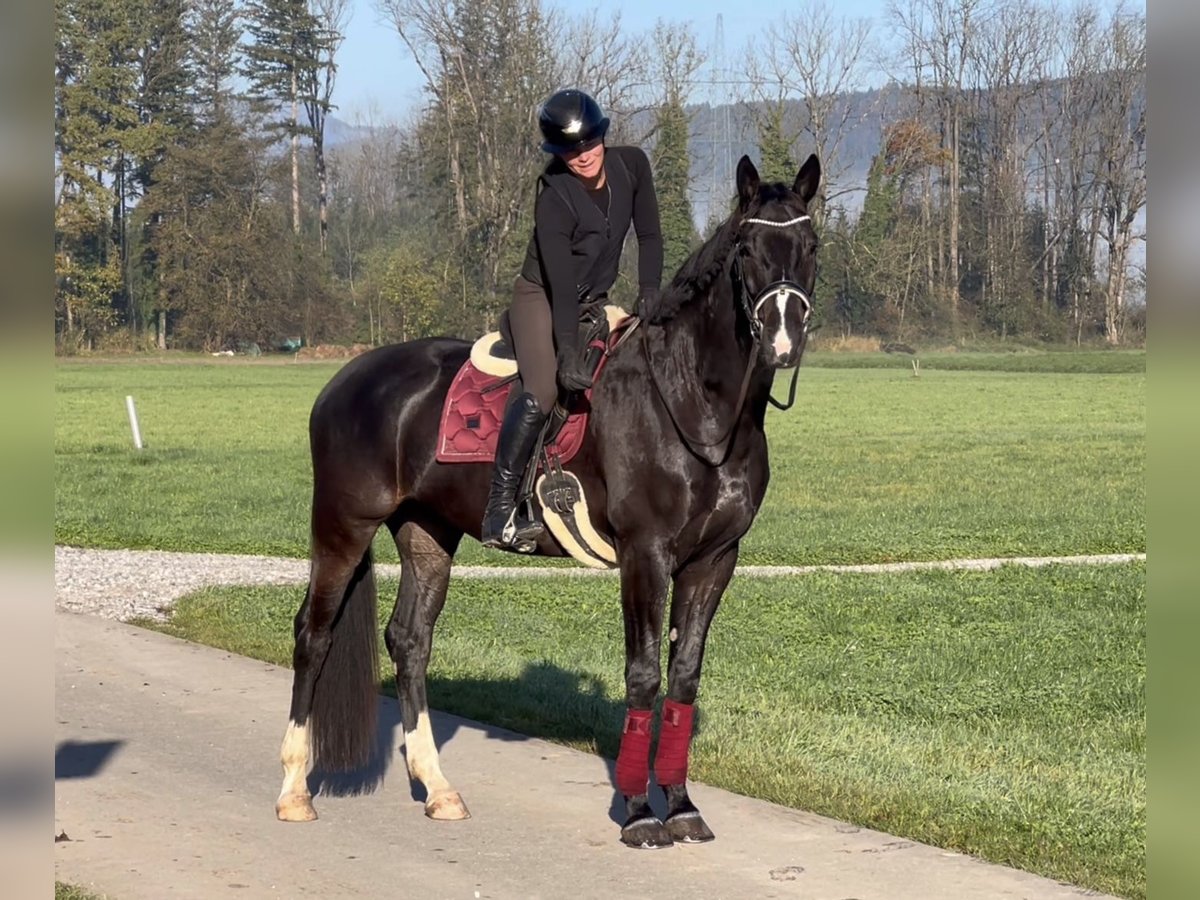 Baden Wuerttemberg Valack 7 år 173 cm Svart in Schlins