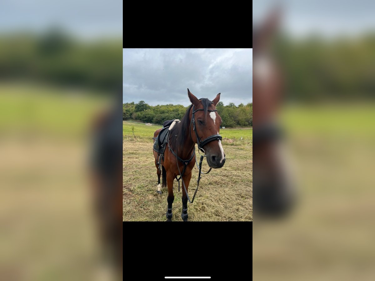 Baden Württemberger Castrone 11 Anni 182 cm Baio in Duchroth