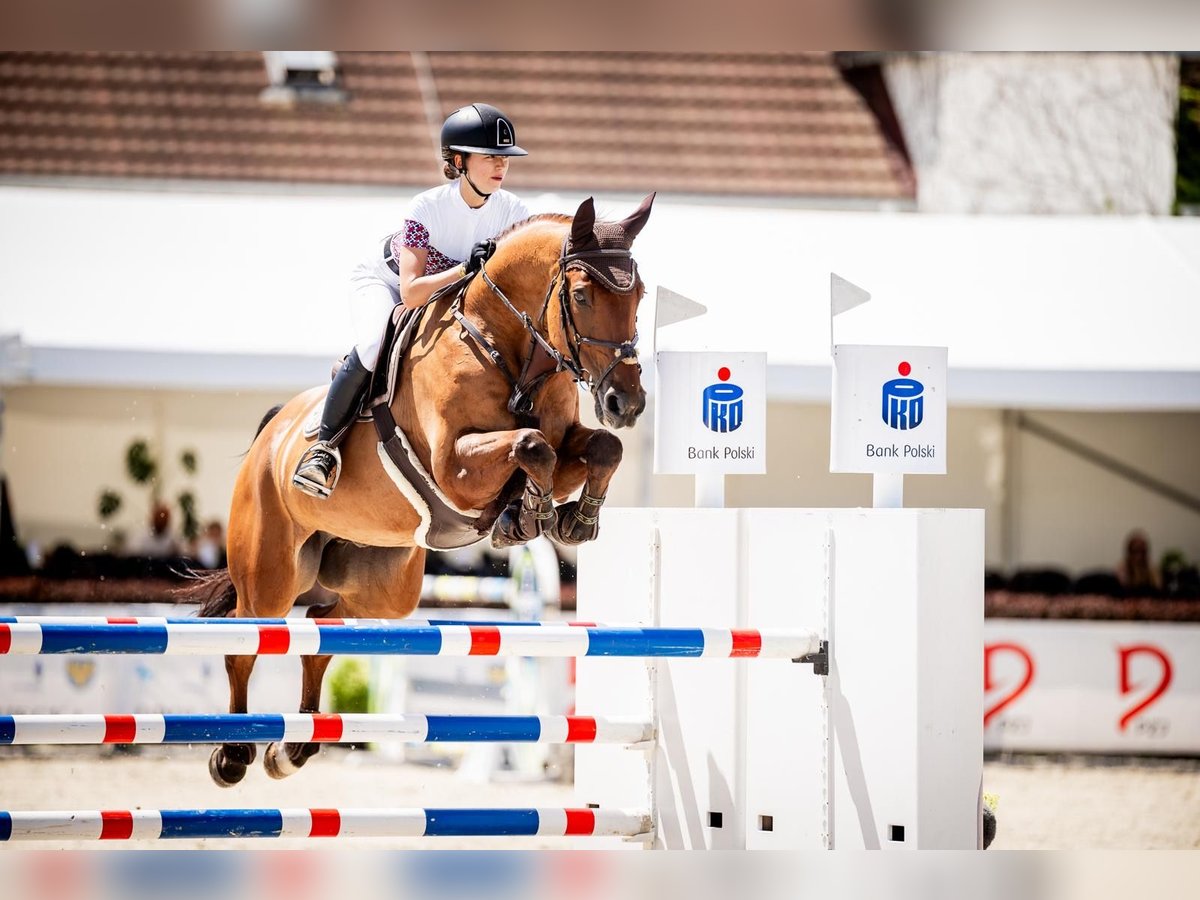 Baden Württemberger Castrone 13 Anni 170 cm Baio in Pyrzowice