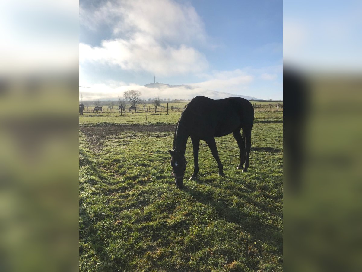 Baden Württemberger Castrone 15 Anni 176 cm Morello in Balingen/Erzingen