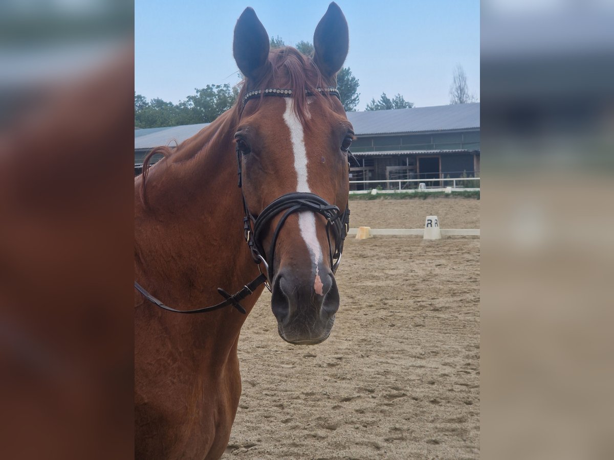 Baden Württemberger Castrone 15 Anni 185 cm Sauro in Wien